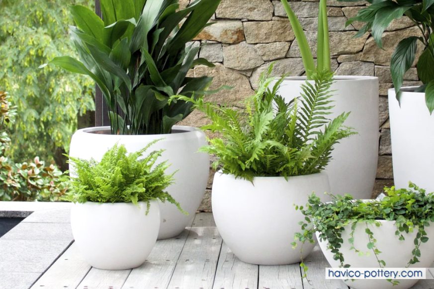 Một số kinh nghiệm khác cho người mới bắt đầu kinh doanh cây cảnh
