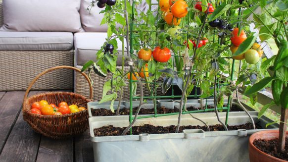 Cà chua thích hợp trồng trên sân thượng