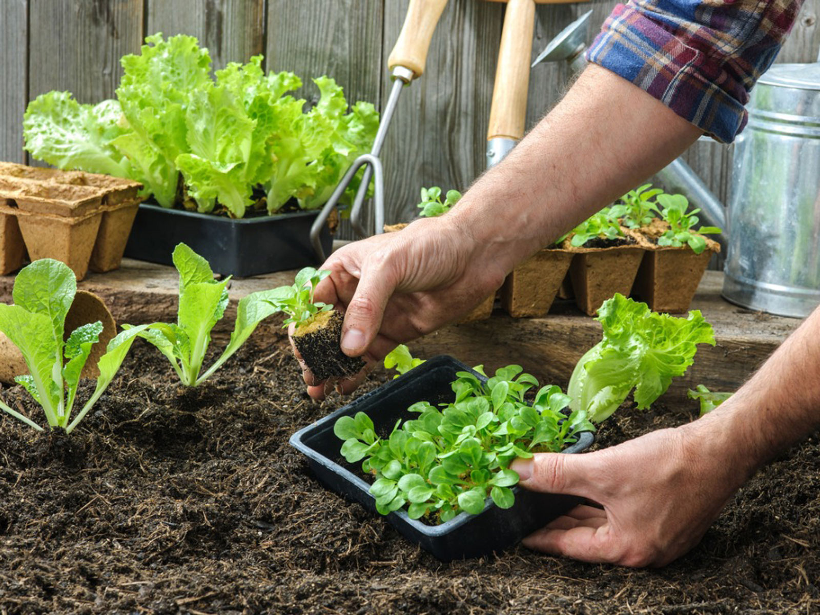 Rau cải thích hợp trồng trên sân thượng