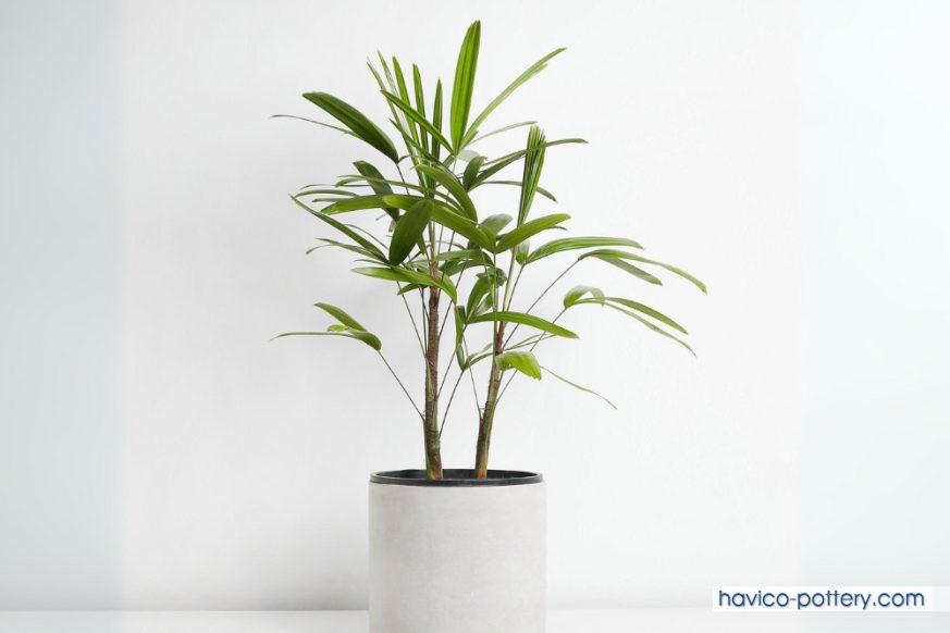 Cây cọ cảnh để văn phòng