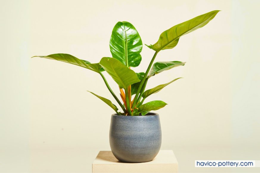 Cây đại đế vương để văn phòng