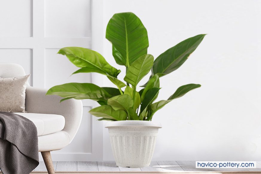 Cây đại phú gia để văn phòng