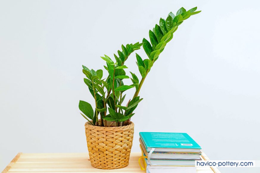 Cây kim tiền để văn phòng