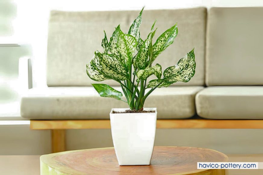 Cây ngọc ngân để văn phòng
