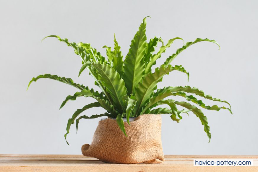 Cây ráng ổ phụng