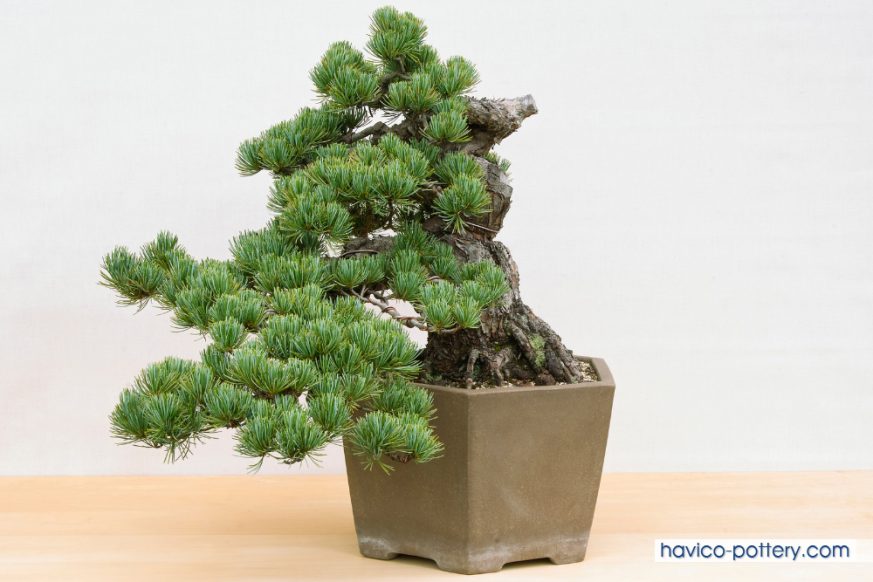 Cách lựa chọn chậu bonsai phù hợp với cây