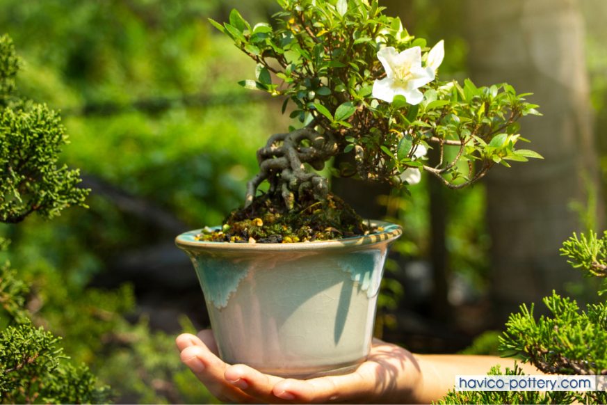 Mẫu chậu men sứ đẹp, kiểu dáng lạ mắt, tôn lên vẻ đẹp và đường dáng của cây.