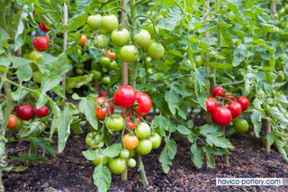 [HOT] Cách trồng cà chua trong chậu: Hướng dẫn chi tiết A-Z