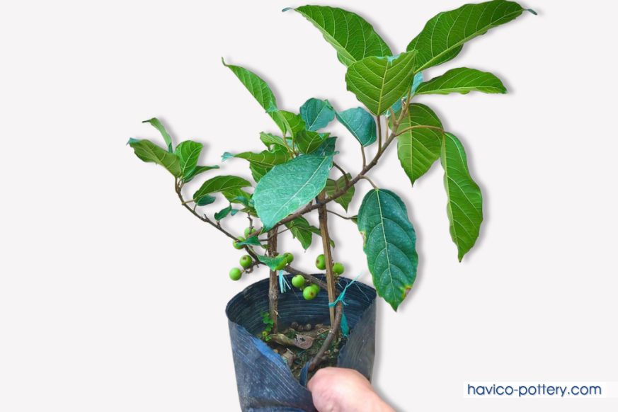 Hướng dẫn chi tiết cách trồng cây sung trong chậu