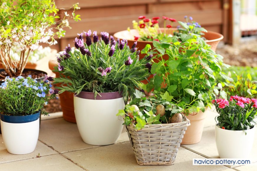 Ưu nhược điểm của việc trồng hoa trong chậu nên cân nhắc