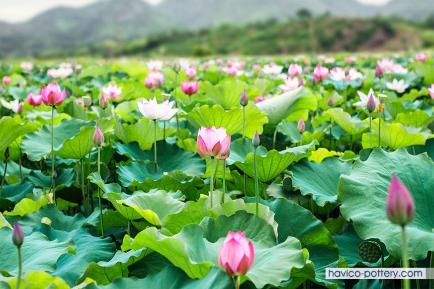 Tìm hiểu về thời vụ trồng sen