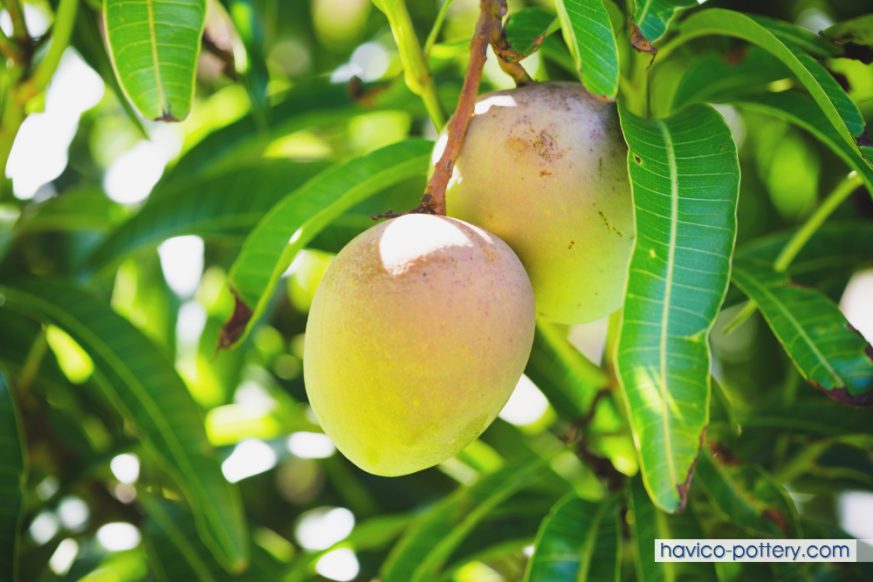 Chậu cây xoài