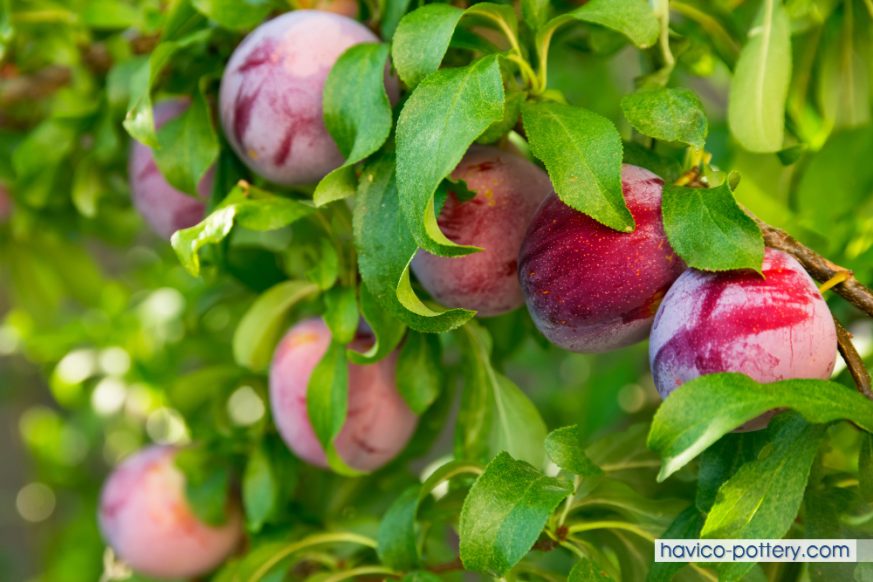 Cây mận Bắc trồng chậu