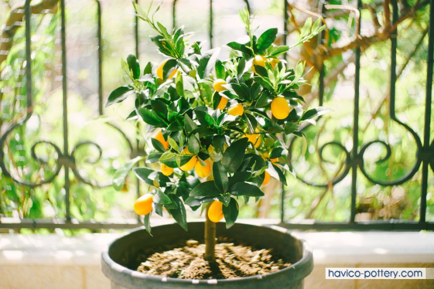 Một số lưu ý cần nhớ khi chăm sóc cây ăn quả trồng chậu