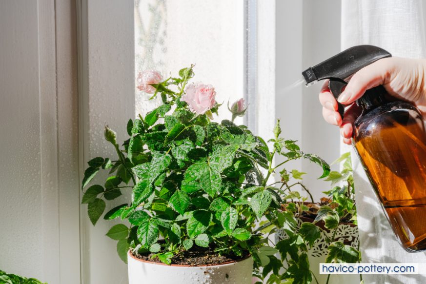 Đối với cây hoa hồng vừa mới trồng vào chậu