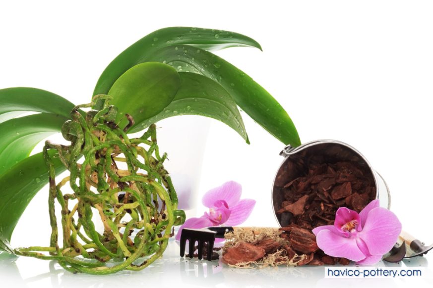 Giá thể và chậu trồng
