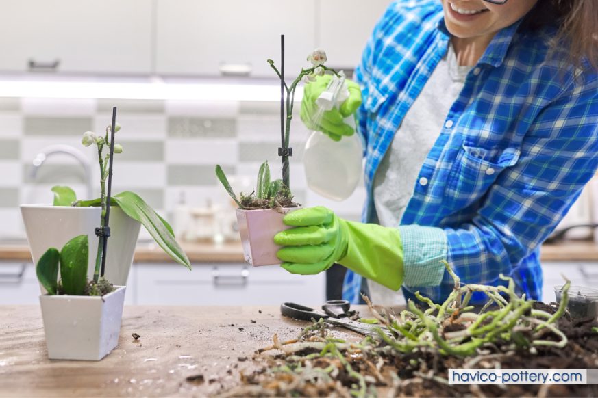 Chi tiết các cách trồng lan trong chậu siêu đơn giản