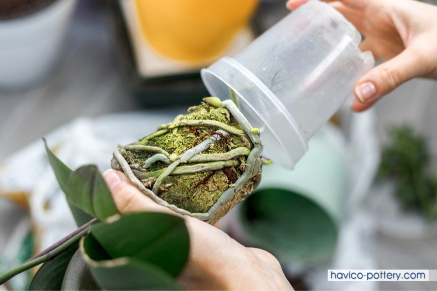 Cách chuyển chậu cho lan cây mô