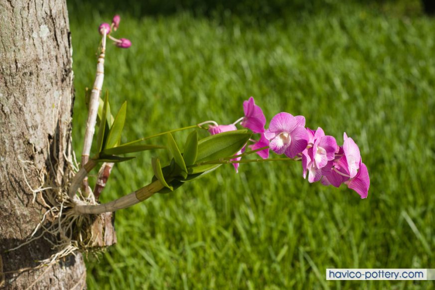 Trồng lan trên thân của cây khác