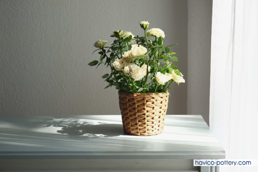 Chuẩn bị trước khi trồng hoa hồng
