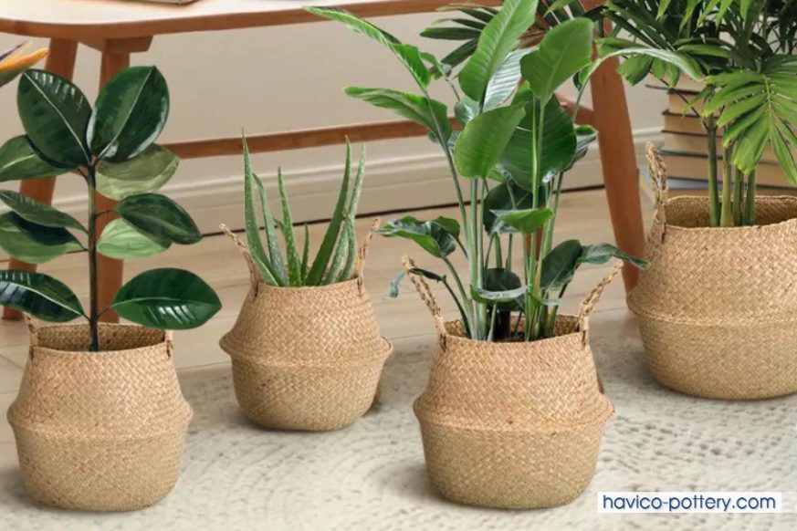 Mẫu chậu cói trồng cây trang trí ban công thân thiện môi trường