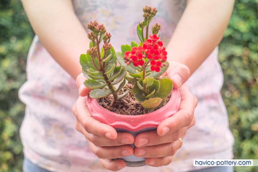 Tặng chậu hoa tươi làm quà mang ý nghĩa như thế nào?