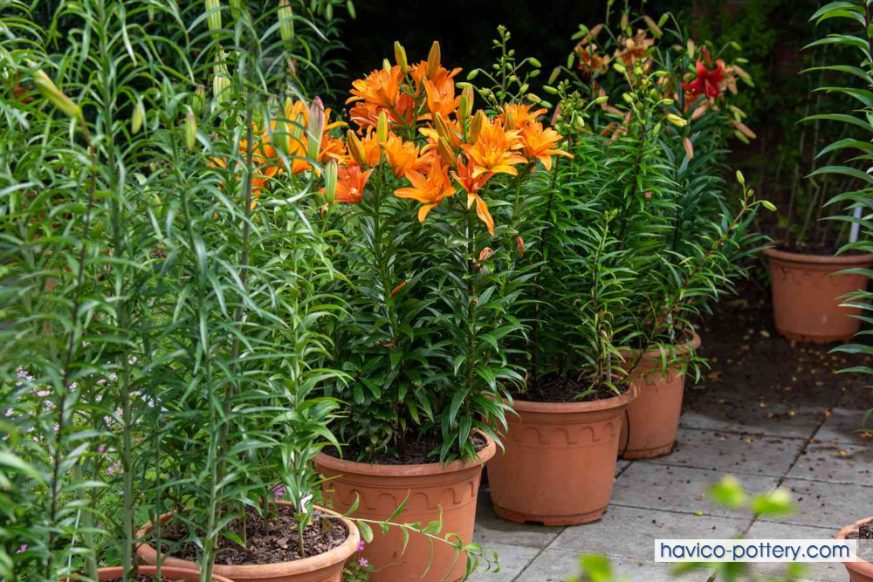 Phòng trừ sâu bệnh gây hại cho hoa ly