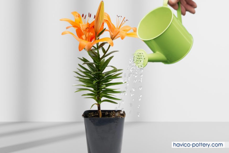 Tưới nước cho hoa ly trồng chậu